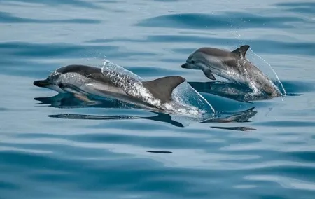 Expedição ao Oceano com observação de Cetáceos