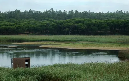 Bird Watching in Albufeira Lagoon