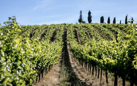 From Lisbon: Palmela-Setúbal Wine Tasting Tour (40kms of Lisbon)