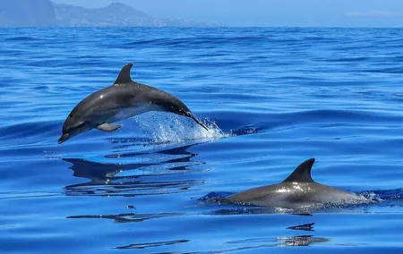 Setúbal Private Tour - Including Dolphin Watching