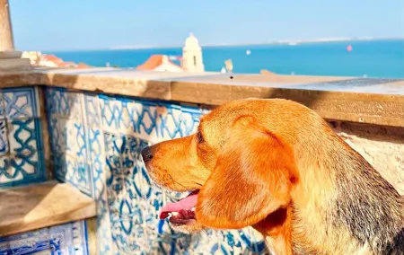 Walking Tour to Lisbon's Church of St. Anthony
