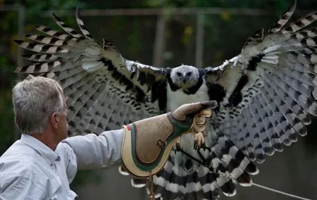 Private tour in Ribatejo with Falcon watch, lunch and typical villages