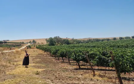 Lisbon to Evora: Cork Factory Visit and Wine Tour + hotel pick-up