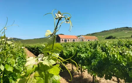 Óbidos, Mafra, Wineries and Tastings Day Private Tour from Lisbon