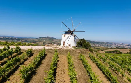 Winemaker for a day Tour from Lisbon