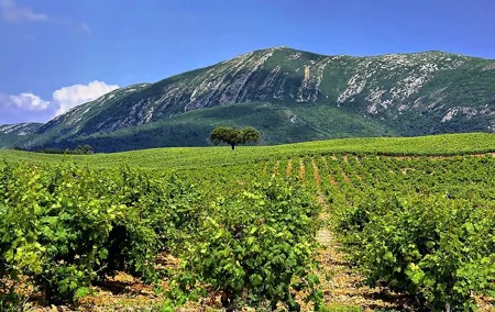 Arrabida Natural Park Full-Day Private Tour from Lisbon