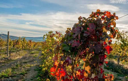 Traditional Ribatejo Private Full-day Tour