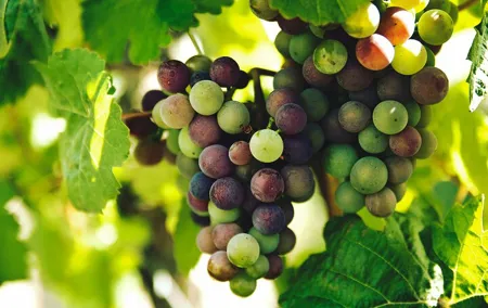 Lisbon Region Wine Tour: Mafra & Ericeira + Hotel Pick-Up