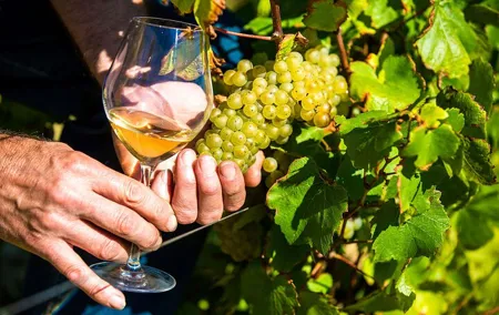 Provence Organic Wine Tasting Half Day Tour from Nice