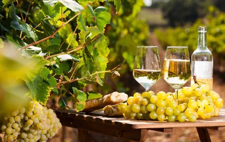 Provencal Market and Wine Tasting Full Day Shared Tour from Nice