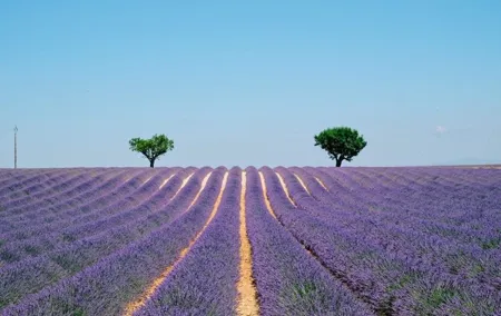 GUIDED TOUR: Lavender fields, the Gorges du Verdon