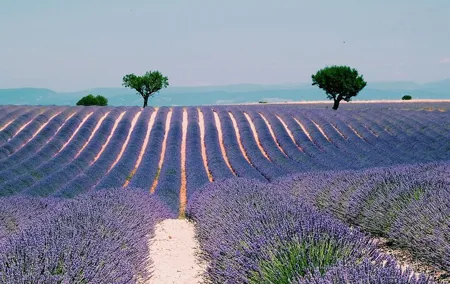 Provence, Vineyards and Lavender Fields Private Day Trip
