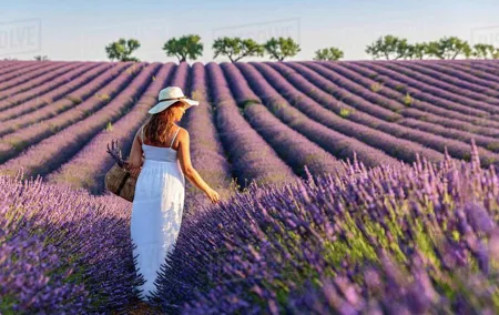 Provence and Lavender - private & Guided Full Day Tour