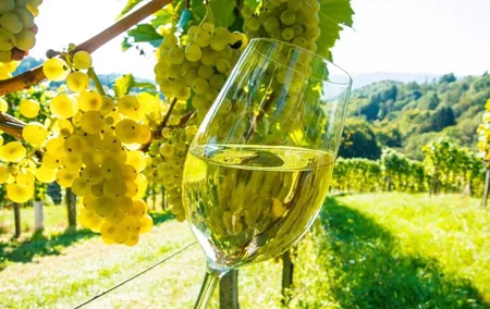 Provencal Market and Wine Tasting Full-Day Shared Tour from Nice