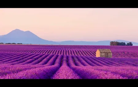 Lavender - Verdon Canyon - Castellane - Moustier - Small Group