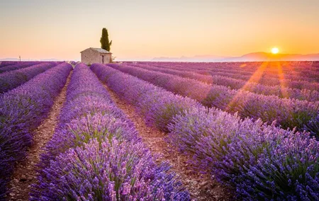Lavender Fields and Verdon Gorge Private Adventure from Nice