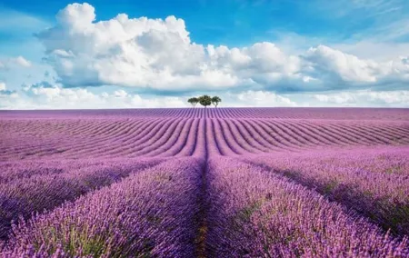 PRIVATE TOUR: The Lavender Fields and the Verdon Gorges