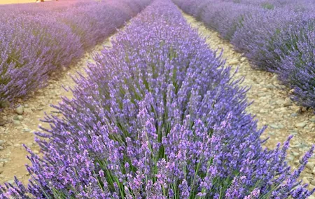 Private Tour Verdon Gorges and Lavender Fields in Valensole