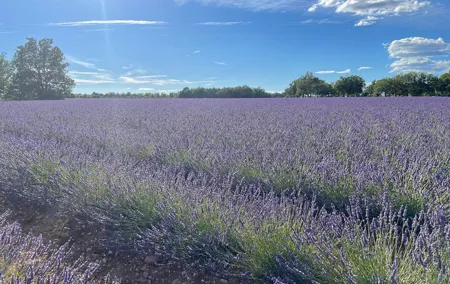 Provence pearl of southern France