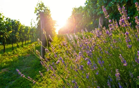 Full-Day Private Provence Wine Tour Experience from Nice