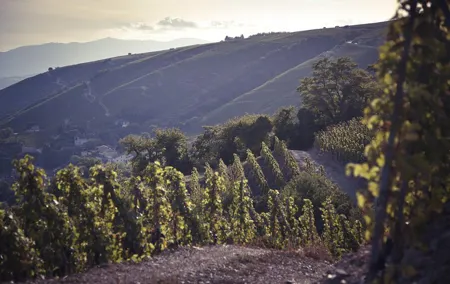 Rhône Valley Wine Tasting Private Day Tour from Lyon