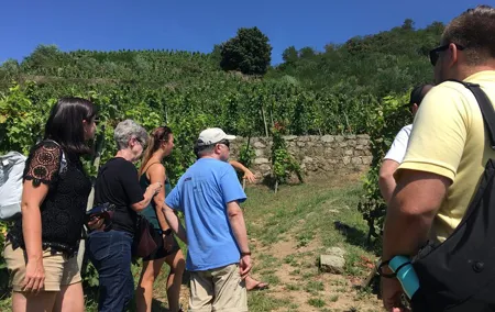 Northern Rhône Valley Wine tour from Lyon Half Day