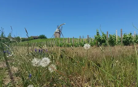 Beaujolais Region Wine Tasting Private Day Tour from Lyon