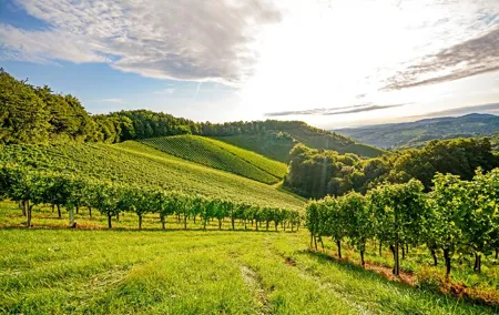 Full-Day Private Rhône Valley Wine Tour Experience from Lyon