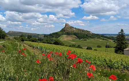 Tastings and private guided tour SOUTH BURGUNDY: Le Maconnais