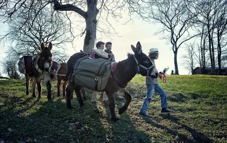 Walks and hikes with donkeys