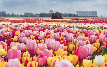 Private Tour To the Tulips, Keukenhof, Windmills and Cheese Farm