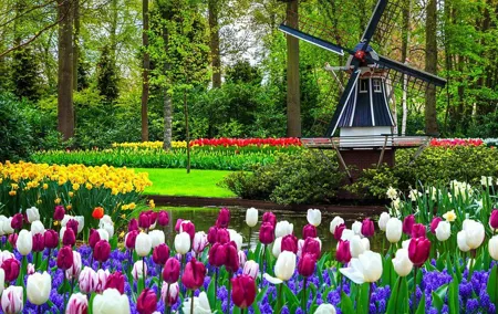 Keukenhof - spring garden from Rotterdam, Delf & The Hague