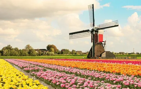 Private Keukenhof Gardens and Tulip Fields Tour from Rotterdam