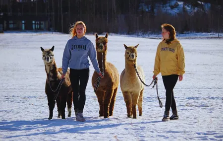 PRIVATE Alpaca Guided Forest Walk + Feeding Helsinki
