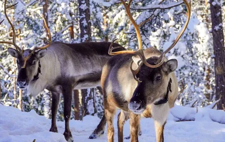 PRIVATE Authentic Reindeer Experience Helsinki