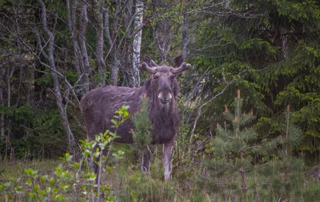 From Helsinki: Wildlife Safari with Campfire Dinner