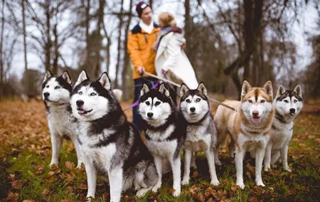 Tour to Husky Park with Cani-Cross Hike