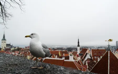 Tallinn Old Town tour combined with Jägala Waterfall visit