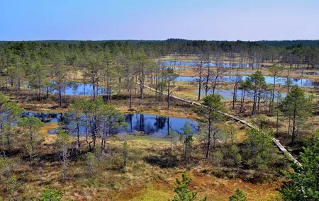 Tallinn Old Town Tour combined with Bog Walk