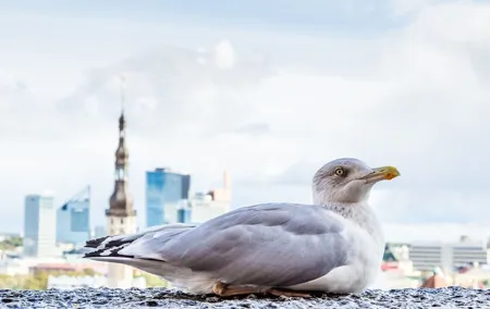 Private Custom Walking Tour with Local Guide in Tallinn