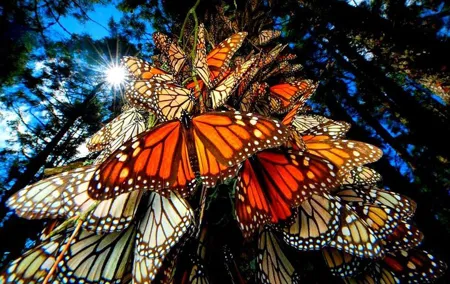 7 Day-Monarch Butterfly Ecofriendly Tour in Mexico