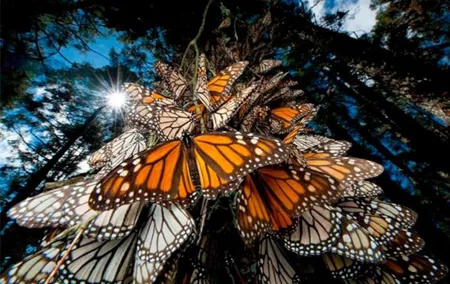 Monarch Butterfly Sanctuary Private Tour from Mexico City
