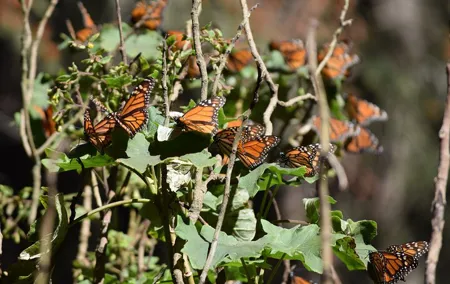 Butterfly Monarch Tour from Mexico City