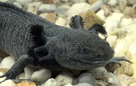 Axolotl Tour from CDMX