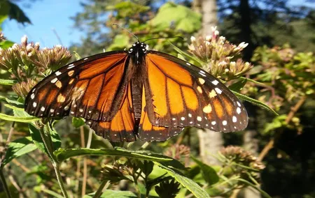 Monarch Butterfly Tour from Mexico City