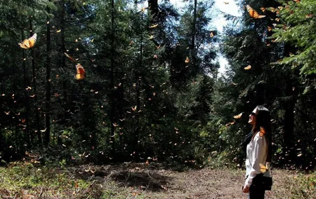 Monarch Butterfly Sanctuary Day Trip from Mexico City