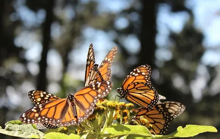 Monarch Butterfly: Biosphere Reserve & Christmas Tour in Mexico