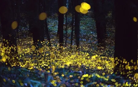 Magic Fireflies & Visit a Historic Hacienda Tour from Mexico City
