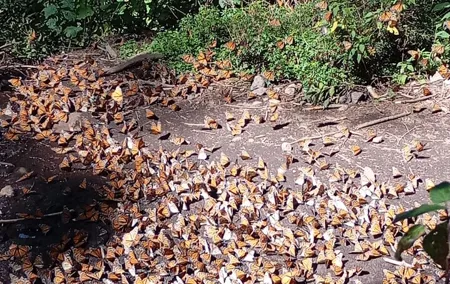 Monarch Butterflies El Rosario Preserve from Mexico City