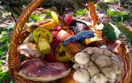 Mushroom Tour from Mexico City